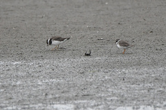 Charadrius hiaticula tundrae