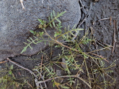 Rorippa curvisiliqua