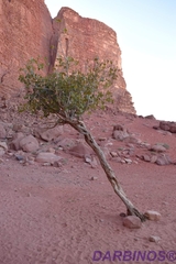 Ficus palmata