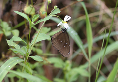 Euploea core amymone
