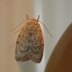 Euchaetis cryptorrhoda
