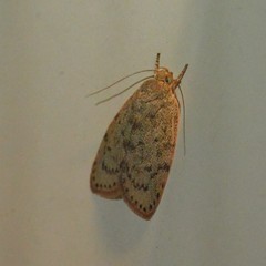 Euchaetis cryptorrhoda