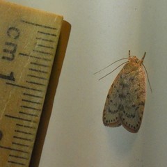Euchaetis cryptorrhoda