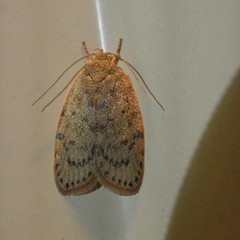 Euchaetis cryptorrhoda