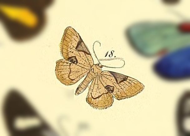 Epiplema incolorata