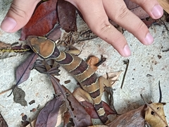 Cyrtodactylus pulchellus