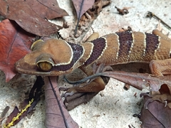 Cyrtodactylus pulchellus