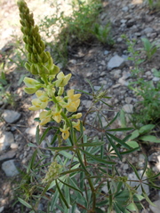 Lupinus angustiflorus