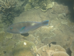 Choerodon cyanodus
