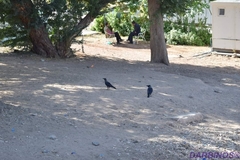 Corvus splendens