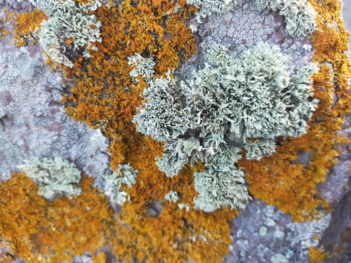 Representative image of Ramalina breviuscula