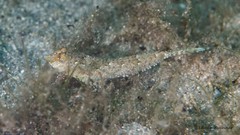 Chalinops pauciradiatus