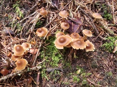 Cortinarius obtusus