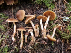 Cortinarius obtusus