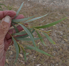 Acacia leptostachya