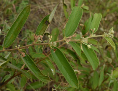 Grewia savannicola