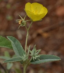 Melhania oblongifolia