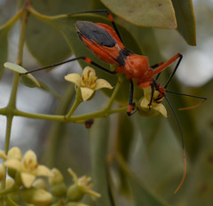 Poecilobdallus formosus