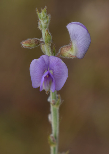 Tephrosia barbatala