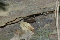 Ligidium hypnorum