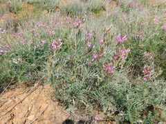 Astragalus brachylobus