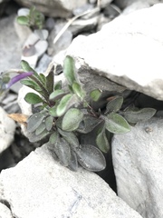 Viola cenisia