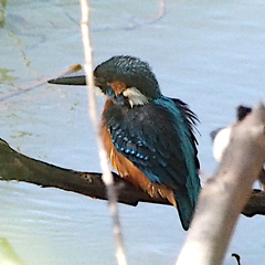 Alcedo atthis