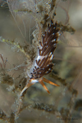Image of Learchis evelinae