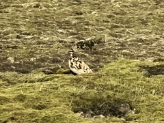 Lagopus muta islandorum