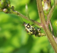 Grypocoris