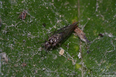 Homotomidae