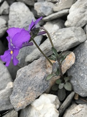 Viola cenisia