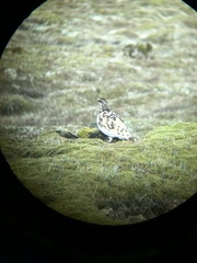 Lagopus muta islandorum