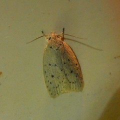 Prionocris protoxantha