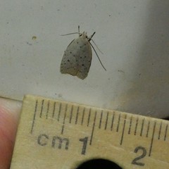 Prionocris protoxantha