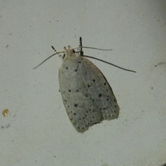 Prionocris protoxantha