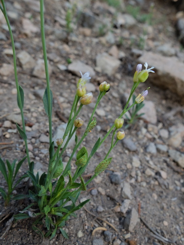 iNaturalist observation photo of Orange-Yellow Rusts