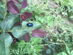Chrysochus chinensis