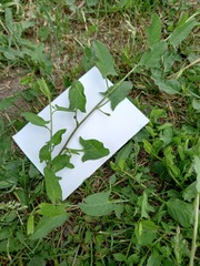 Convolvulus arvensis