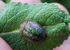 Cassida canaliculata