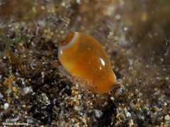 Gibberula secreta