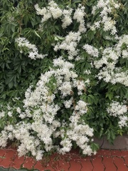 Clematis terniflora mandshurica