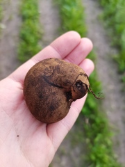 Melanogaster broomeanus