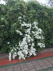 Clematis terniflora mandshurica