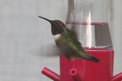 Archilochus alexandri × Selasphorus rufus