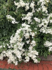 Clematis terniflora mandshurica