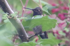 Archilochus alexandri × Selasphorus rufus