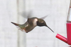 Archilochus alexandri × Selasphorus rufus