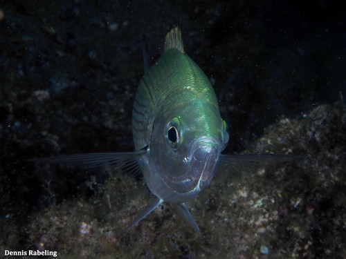Saddled Seabream, photo 4 of 10