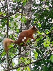 Sciurus vulgaris